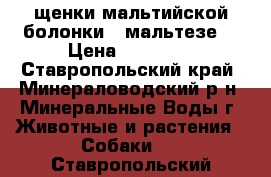 щенки мальтийской болонки ( мальтезе) › Цена ­ 15 000 - Ставропольский край, Минераловодский р-н, Минеральные Воды г. Животные и растения » Собаки   . Ставропольский край